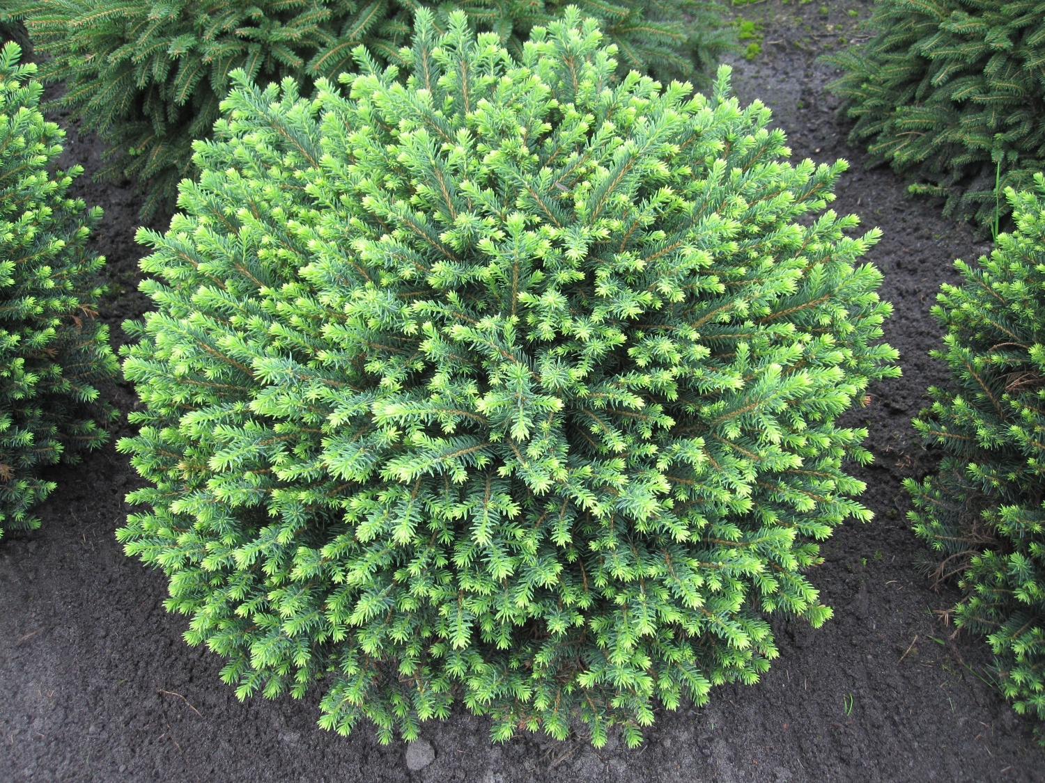 Ель сербская «Карел» (Picea omorika Karel)