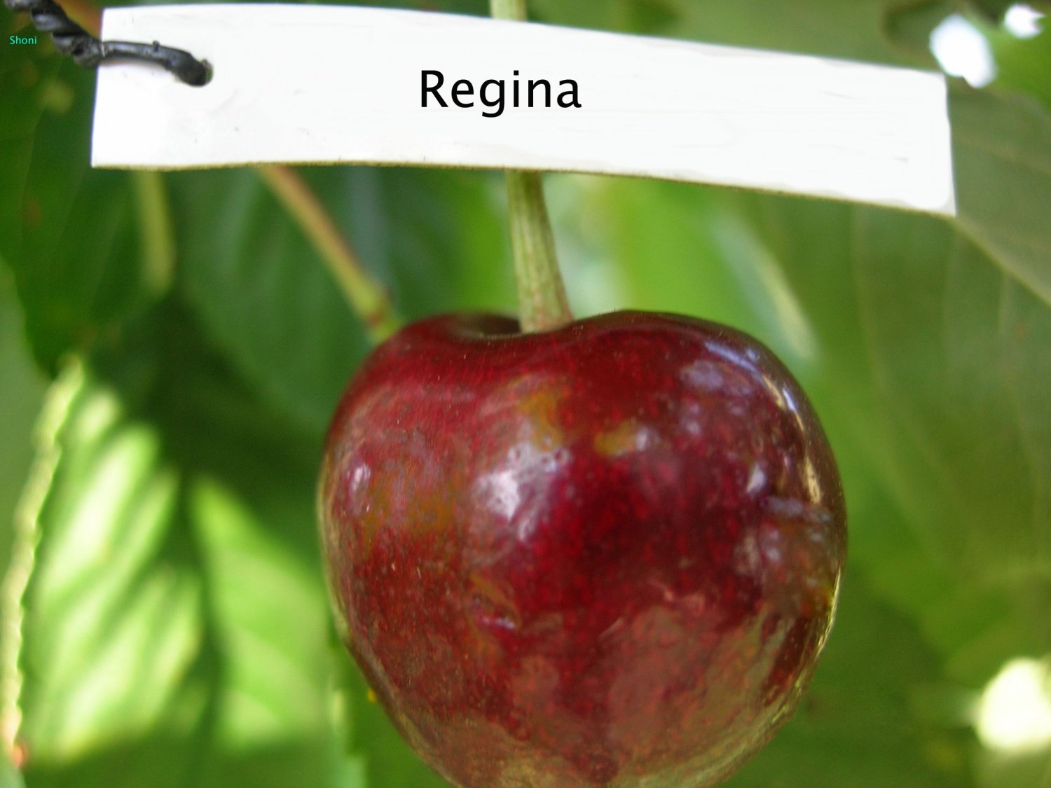 Черешня "Регина"