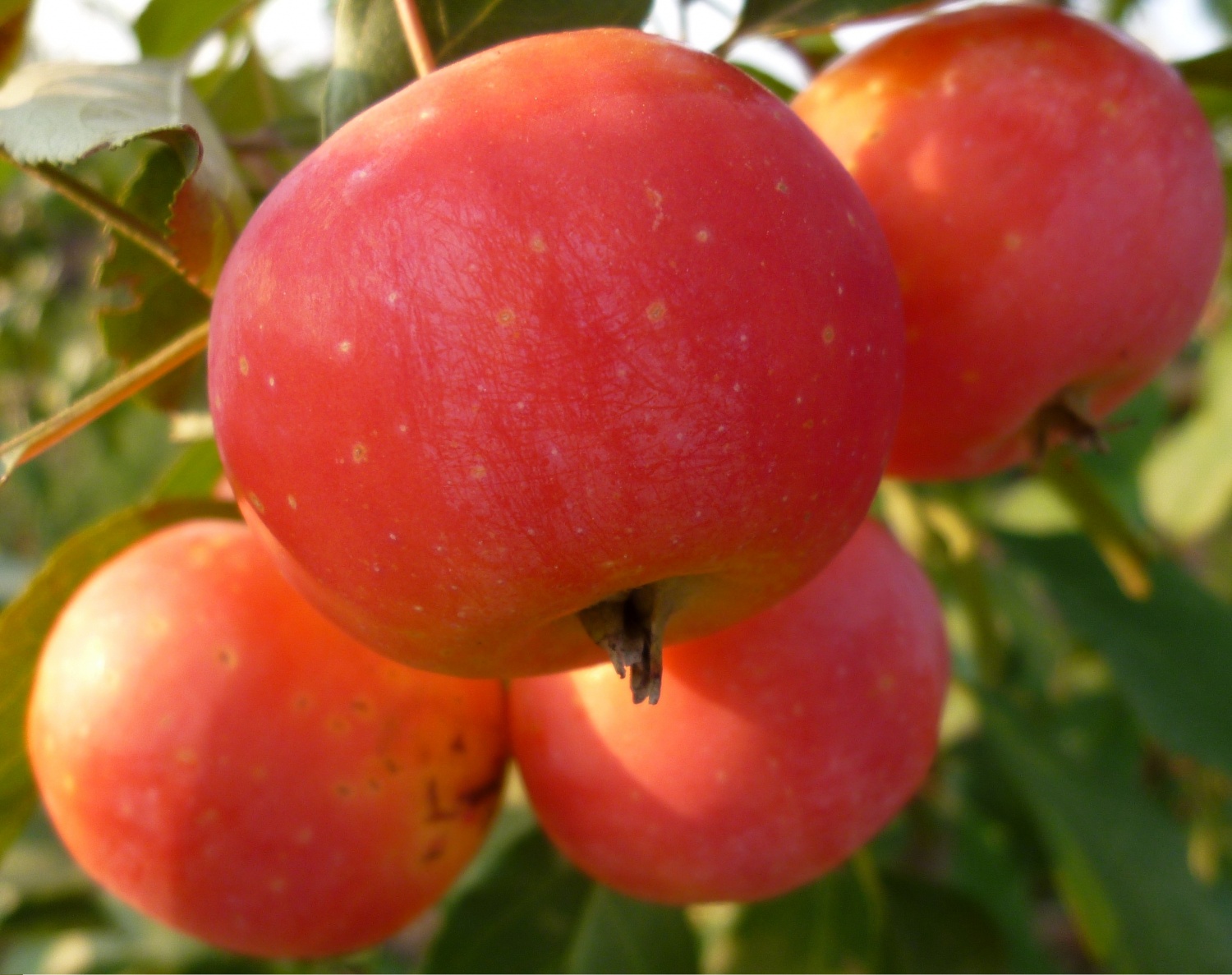 Верджиния Крэб (райские яблочки)