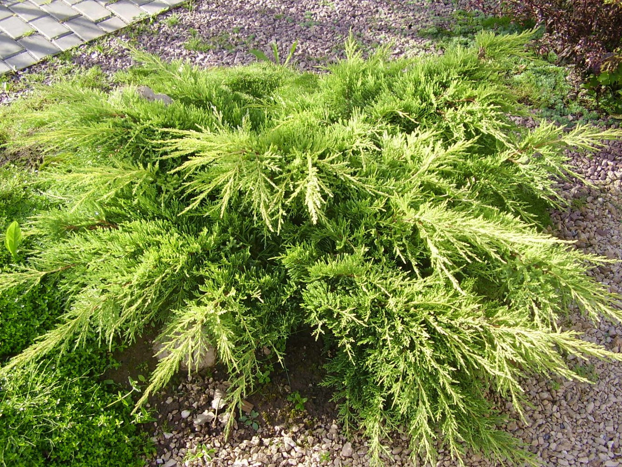 Можжевельник средний Олд Голд (Juniperus x pfitzeriana Old Gold)