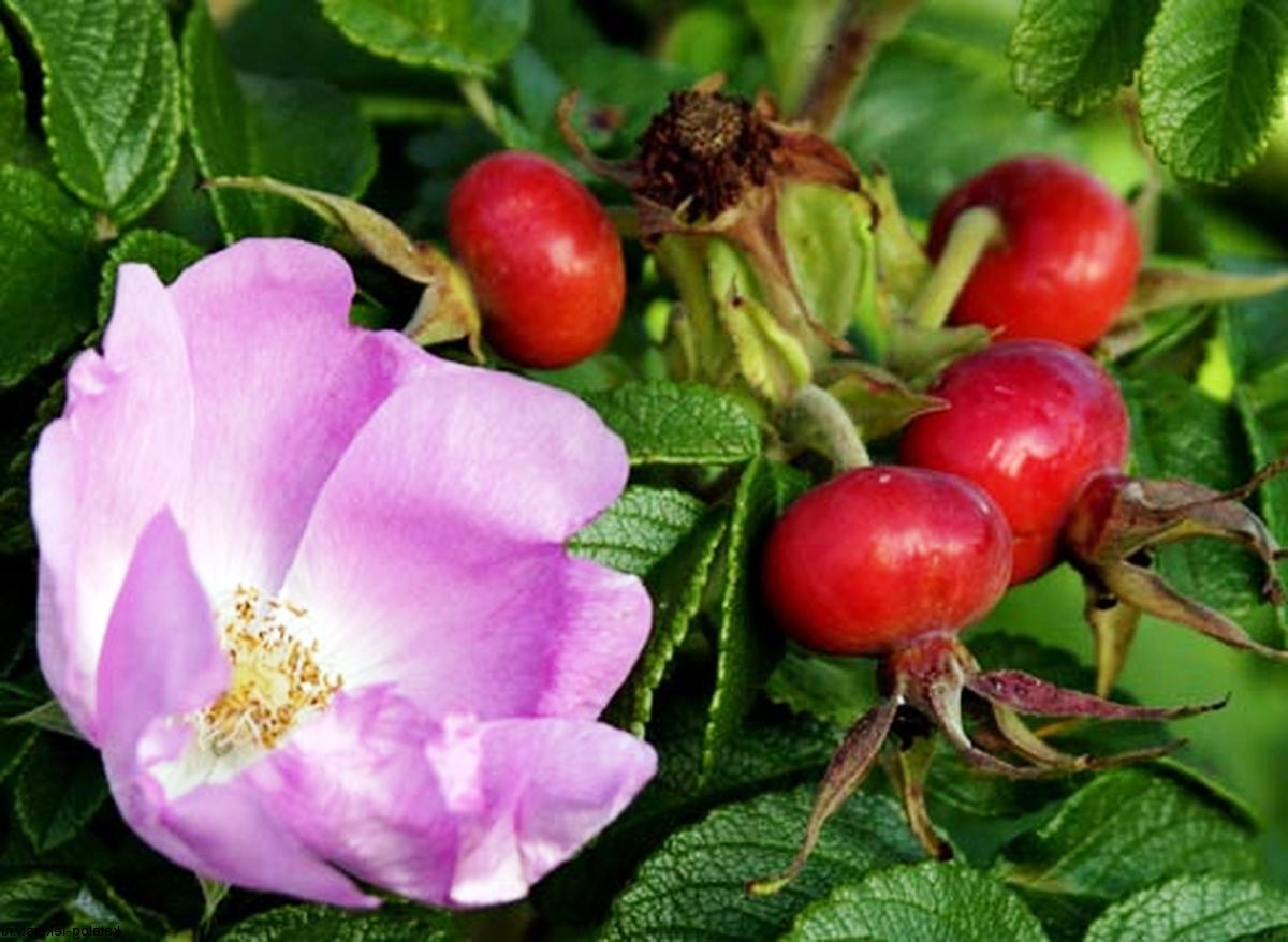 Роза морщинистая или роза ругоза  или витаминный шиповник