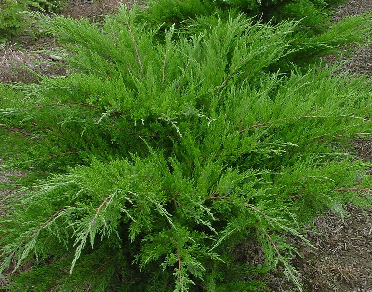 Можжевельник средний Минт Джулеп (Juniperus pfitzeriana  Mint Julep)