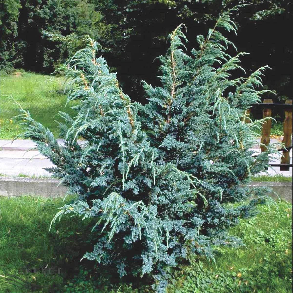 Можжевельник чешуйчатый Мейери (Juniperus squamata Meyeri)