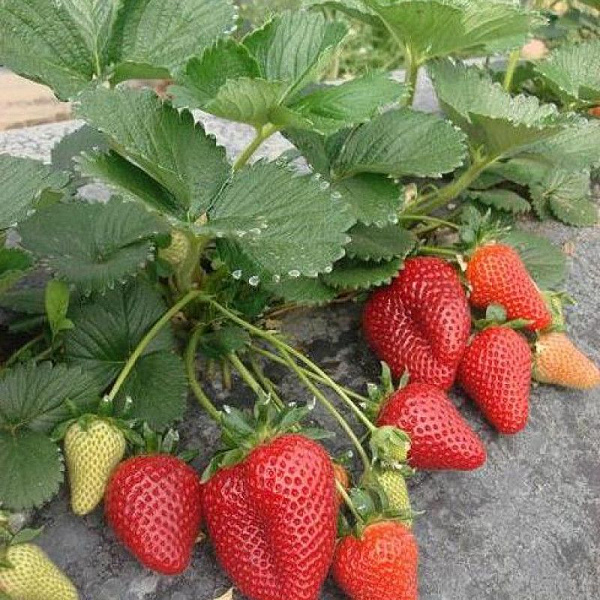 Ель обыкновенная Уайлд Строберри (Picea abies Wild Strawberry)